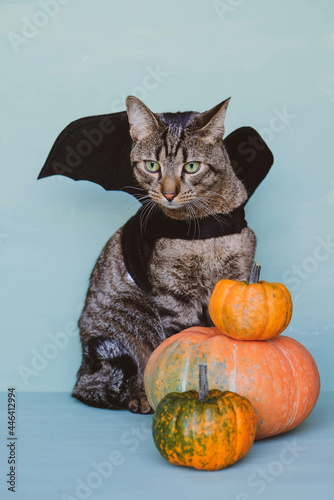 Happy Halloween. Cute funny tabby cat dressed as bat with black wings and orange pumpkins. Halloween party concept. Trick or treat. Space for text.