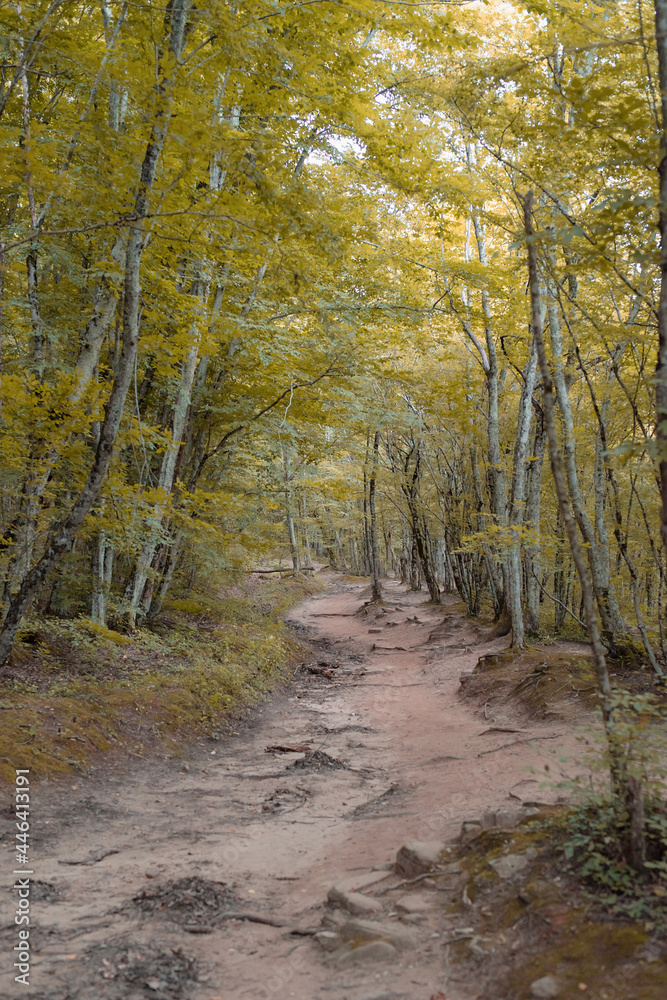 Yellow autumn forest full of trees