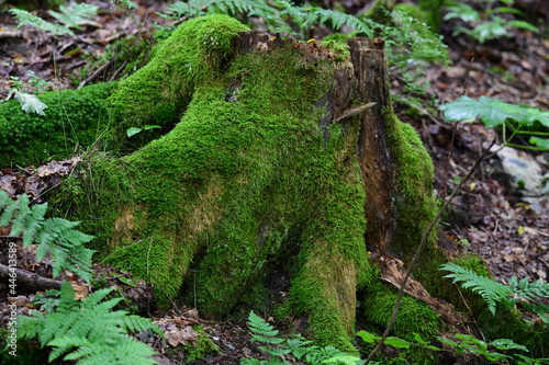 moss on the tree