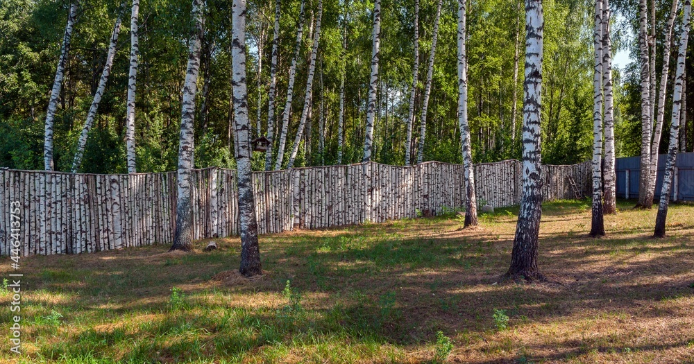 Obraz premium Birch trees and birch fence