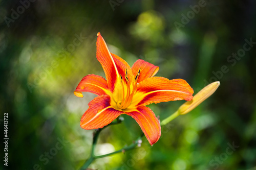 A flower called a daylily