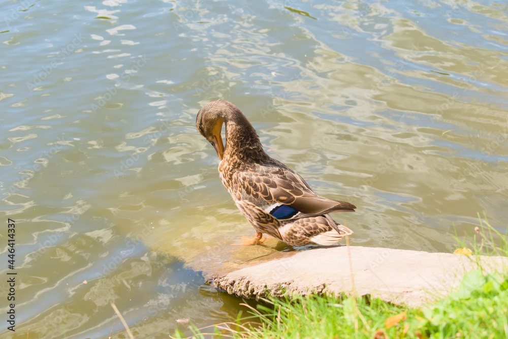 A duck is cleaning its feathers on the shore of a pond. Summertime nature