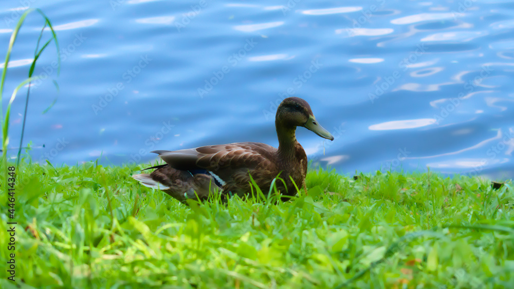 A mallard duck sitting in a bright green grass with blue water surface on background