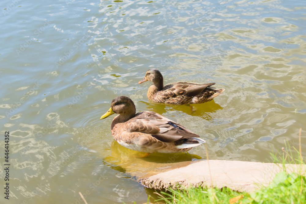 Two ducks resting in a pond shore in warm summer day