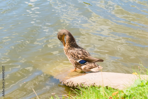 Obraz na płótnie A duck is cleaning its feathers on the shore of a pond. Summertime nature w salonie