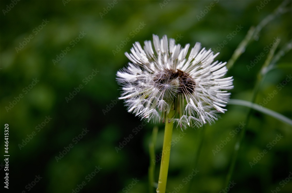dandelion airy white in dark green grass dandelion airy white in dark green grass