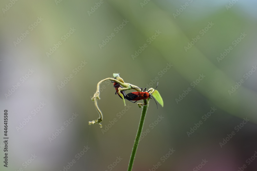 Fototapeta premium Little aphids are sucking juice on the vine 