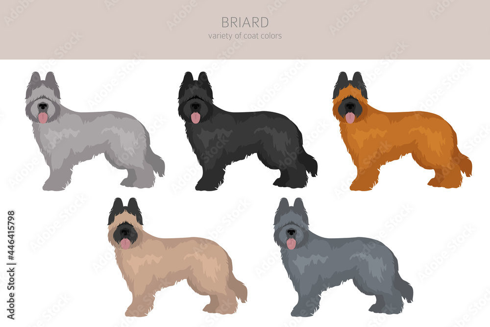 Briard clipart. Different coat colors and poses set