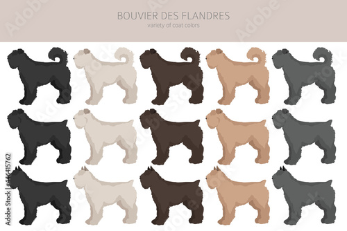 Bouvier des Flandres clipart. Different coat colors and poses set