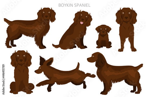 Boykin spaniel clipart. Different coat colors and poses set photo