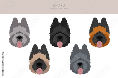 Canvas Print Briard clipart. Different coat colors and poses set