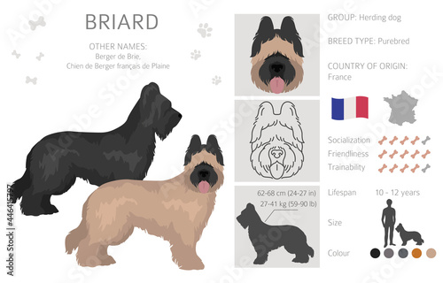 Fotografie Briard clipart. Different coat colors and poses set