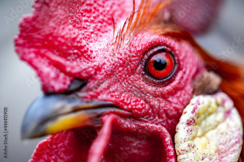 The head of a red rooster. Comb, beak, and eye close up. A very detailed portrait of the animal is made on a macro lens.