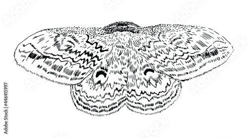 Illustration of moth isolated on white background photo