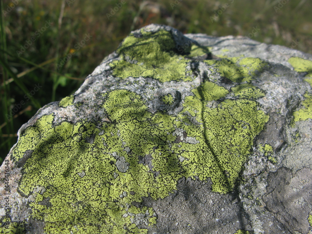 Obraz premium lichen, jaune sur un rocher dans les Alpes (près d'Annecy)