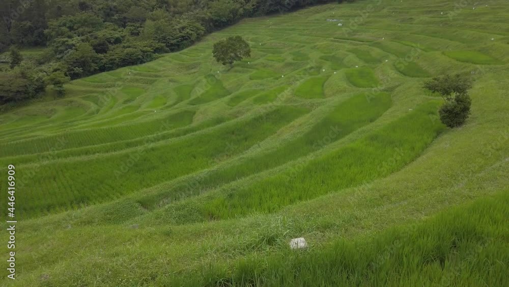 田植えが終わった棚田 田植えが終わった棚田
