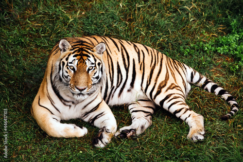 Portrait of a Amur tiger on a grass in summer day.