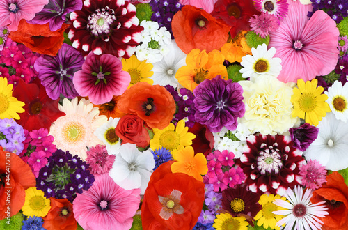 Fototapeta Naklejka Na Ścianę i Meble -  Flowers wall background with amazing red,orange,pink,purple,green and white field  or wild flowers , Wedding decoration, hand made Beautiful flower wall background	