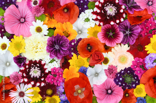 Fototapeta Naklejka Na Ścianę i Meble -  Flowers wall background with amazing red,orange,pink,purple,green and white field  or wild flowers , Wedding decoration, hand made Beautiful flower wall background	