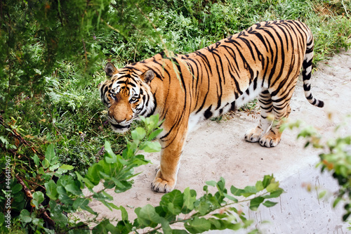 Fototapeta Naklejka Na Ścianę i Meble -  Portrait of a Amur tiger on a grass in summer day. Single male tiger looking at camera.