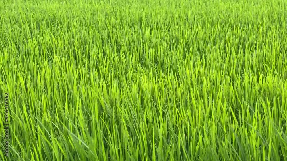 風で揺れる緑の稲の葉 風で揺れる緑の稲の葉