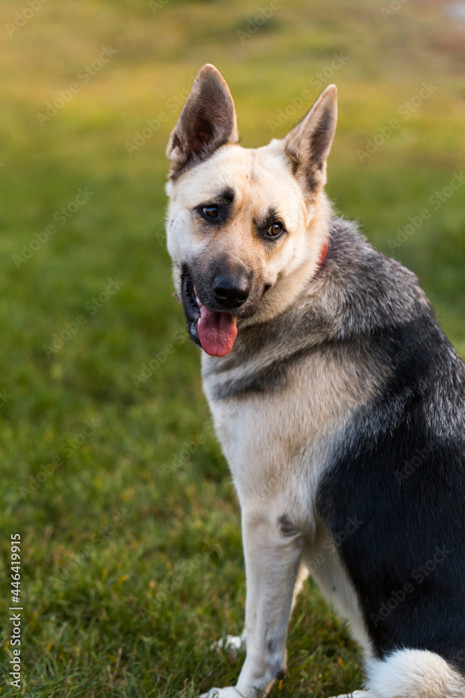 Shepherd dog looking aside and sits in outdoor on green grass near of home waiting for her owner Shepherd dog looking aside and sits in outdoor on green grass near of home waiting for her owner