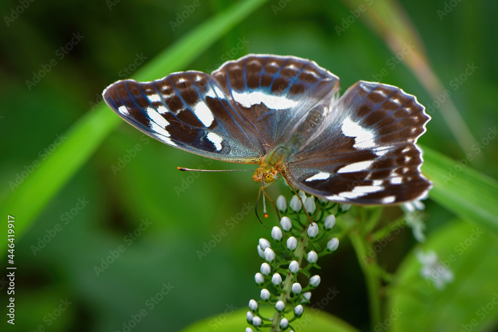 高原のチョウ　メスグロヒョウモン