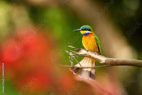 Blue-breasted Bee-eater, merops variegatus, orange and green colored exotic bird, red eye, blue stripes. Red and green blurred african forest in background. Bird photography in Ethiopia, lake Ziway. © Martin Mecnarowski
