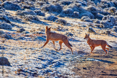 Highly endangered canid beast, pack of ethiopian wolves, canis simensis, running on frozen ground of Sanetti plateau, Bale mountains national park, Ethiopia, Africa. photo
