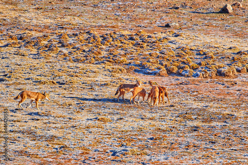 A pack of highly endangered beasts, Ethiopian wolves, Canis simensis, on the hunt. Hoarfrost, Sanetti plateau environment, Bale Mountains National Park, Ethiopia, roof of Africa. photo