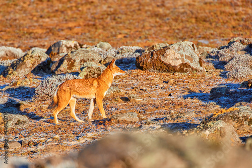 Orange and white colored, highly endangered beast, Ethiopian wolf, Canis simensis, on the hunt. Hoarfrost, Sanetti plateau environment, Bale Mountains National Park, Ethiopia, roof of Africa. photo