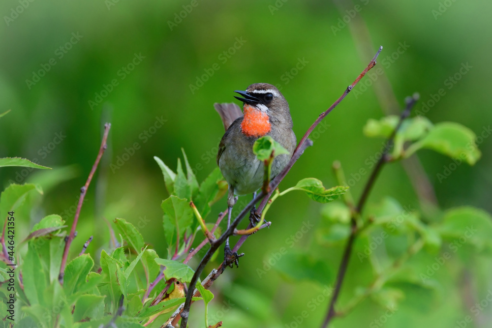 草原の鳥　ノゴマ