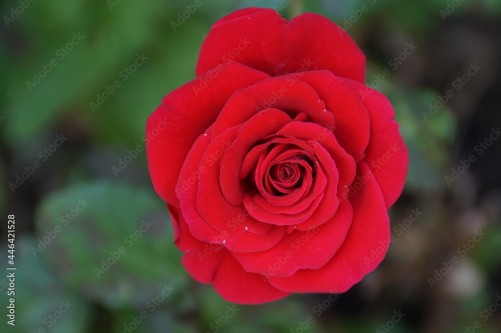 red rose in garden