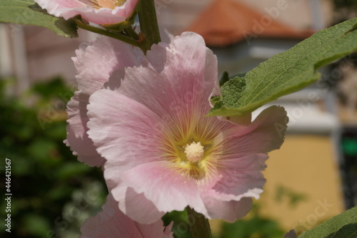 pink rose flower