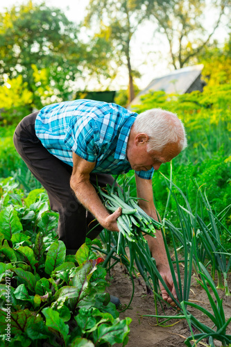 senior man farmer harvesting green onions in the vegetable garden in countryside