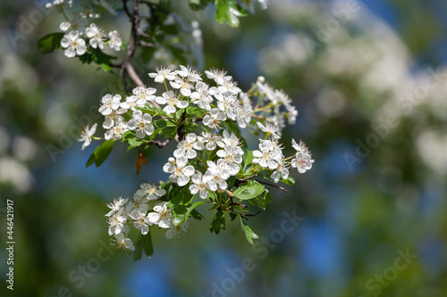 Crataegus monogyna, known as common hawthorn, oneseed hawthorn, or single-seeded hawthorn