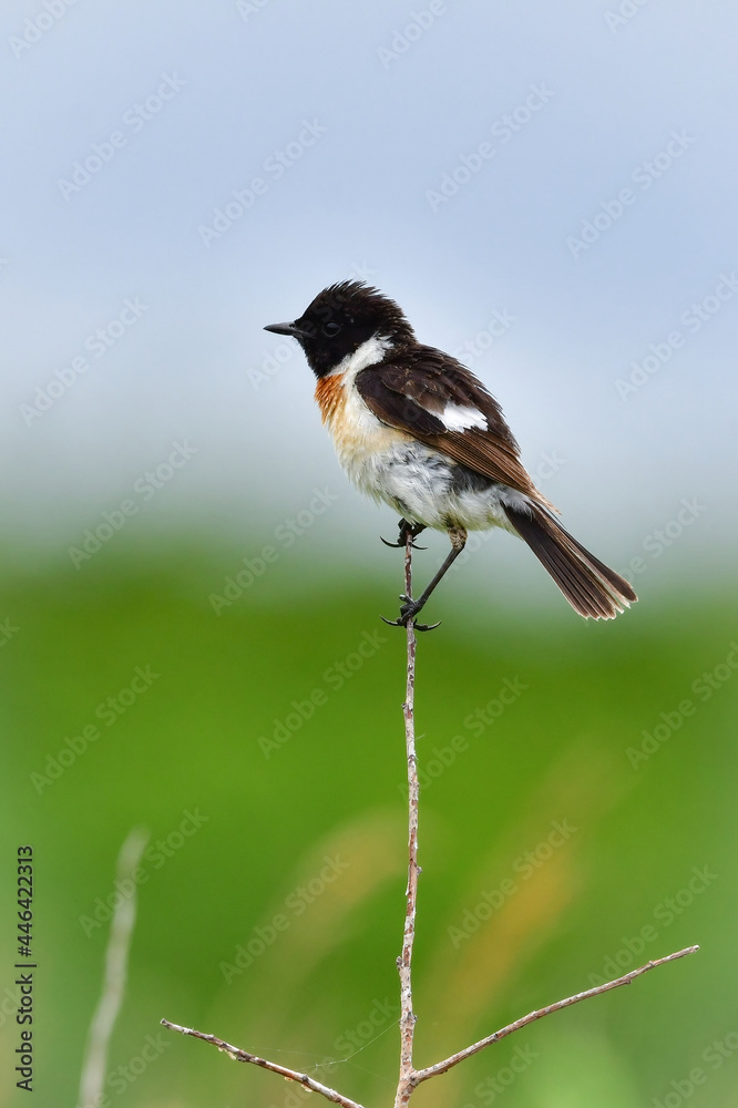 草原の鳥 ノビタキ 草原の鳥 ノビタキ