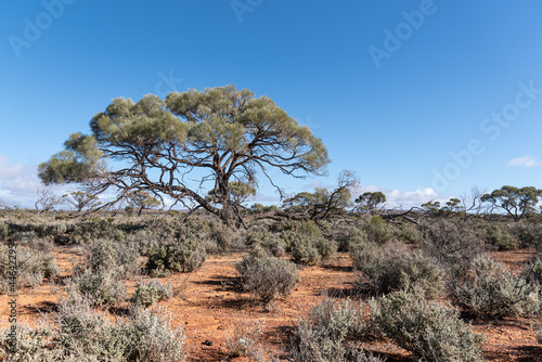 Mulga tree and Salt Bush, iconic arid grazing land. Outback landscape, South Australia. dry sparse woodland country.