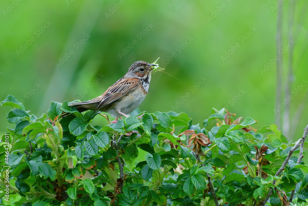 子育てをするホオアカ