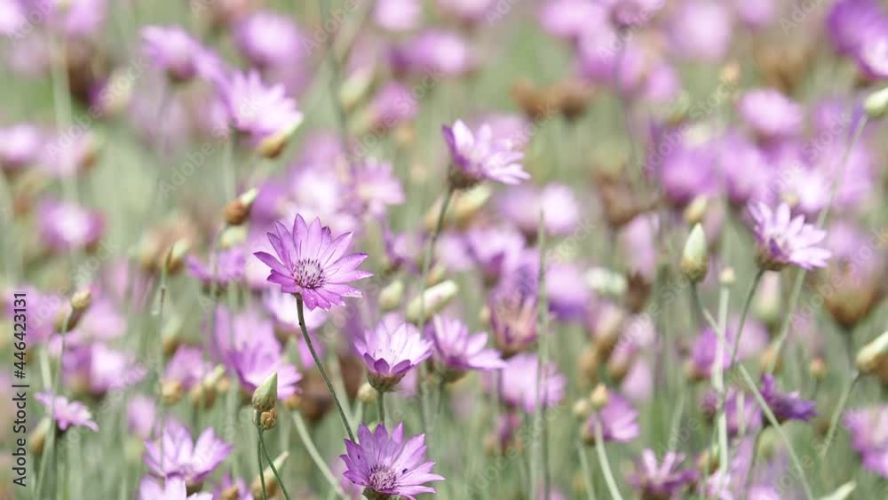 Purple flower field of Everlasting, Immortelle, Xeranthemum annuum Purple flower field of Everlasting, Immortelle, Xeranthemum annuum