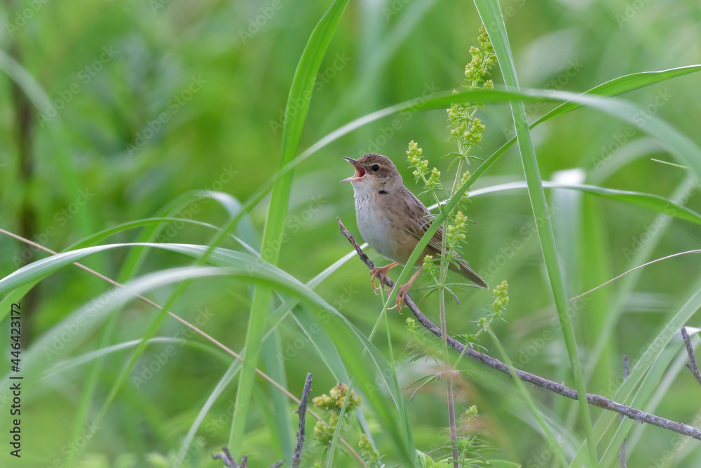北海道の鳥 マキノセンニュウ 北海道の鳥 マキノセンニュウ