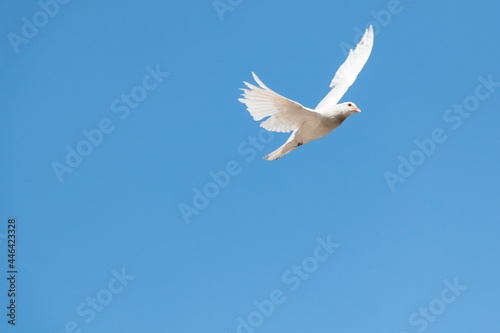 A white dove flying over a blue sky