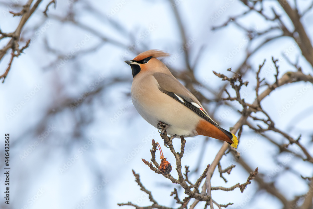 Waxwing (Bombycilla garrulus) Waxwing (Bombycilla garrulus)