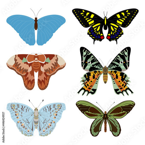 Butterflies with multicolored spots from the order of insects on a white background.