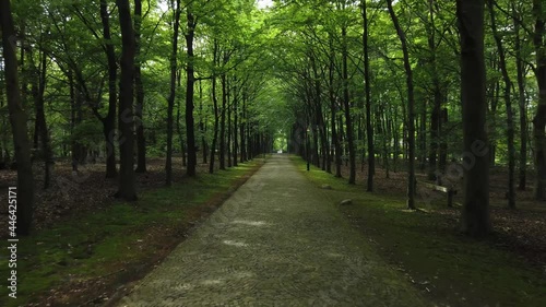 Main road through forest through estate de Paltz in Soesterberg, the Netherlands photo