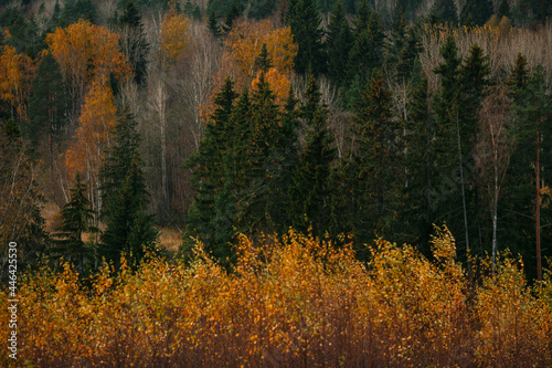 Autumn golden color, forest pattern