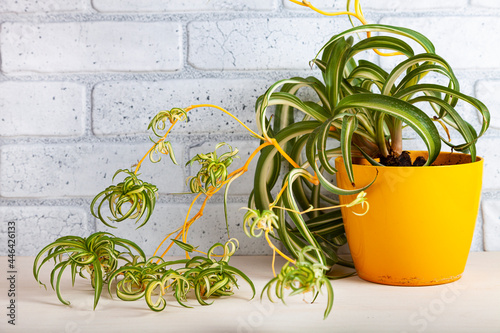 Wallpaper Mural Indoor flower on a wooden background. Torontodigital.ca