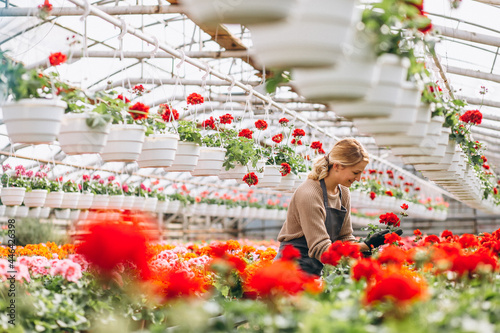 Woman gardner taking care of flowers in a greenhouse