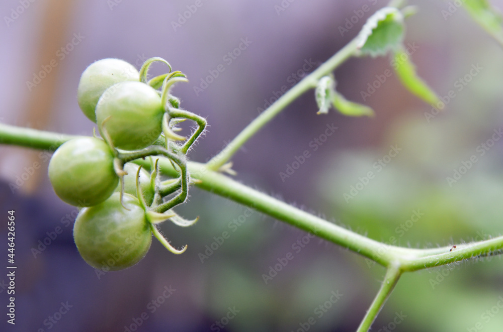 Cherry tomatoes in green and yellow color with bokeh background Cherry tomatoes in green and yellow color with bokeh background