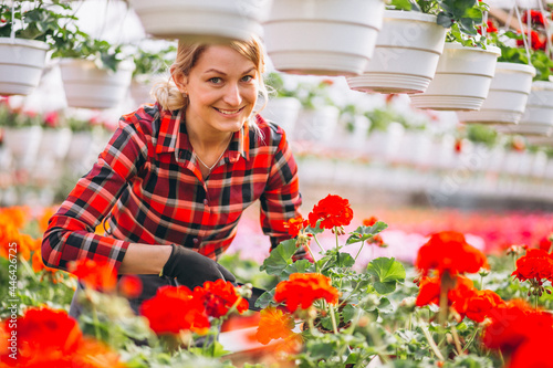 Woman gardner looking after flowers in a greenhouse